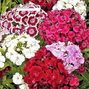 Sweet William Dianthus Seeds - Flower Seeds - BOGO
